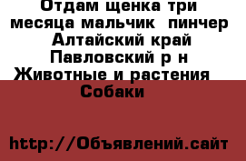 Отдам щенка три месяца мальчик, пинчер - Алтайский край, Павловский р-н Животные и растения » Собаки   